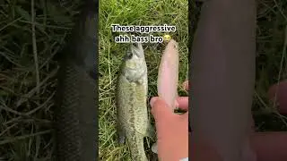 Only in Illinois😭 #bassfishing #illinois #shorts #fishing