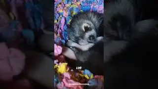 El hur&oacute;n: el animal m&aacute;s esponjoso y travieso!