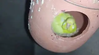 Love birds