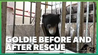 Sun bear Goldie before and after rescue