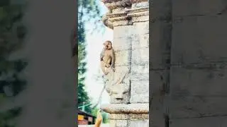 Monkeys brother 💕 #monkey #monkeylove #travel #monkeychallenge #animals #foryoupage