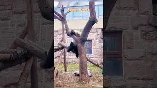 Funny panda🤣🤣 #foryou #panda #funnyanimal #funny #cute #funnypanda #animals