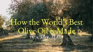 2024 Olive Harvest in Tuscany, Italy | How It's Made