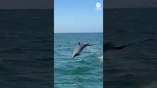 Dolphin Slams Into Boat Railing During Dramatic Whale Watching Tour