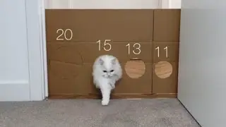 Reducing Hole for the Cat