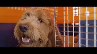 International Pet Travel