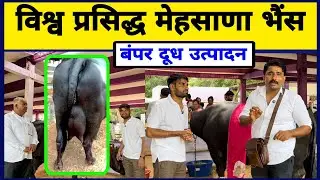 बंपर दूध उत्पादन वाली विश्व प्रसिद्ध मेहसाणा भैंस | Mehsana bhains | Jafarabadi Bhains | Dairy Farm