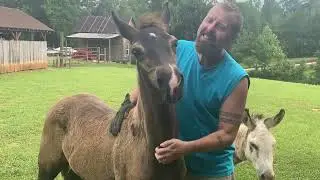 Haulin' Otis:  Rocky Mountain Colt #rockymountainhorse #horseforsale #gaitedhorse