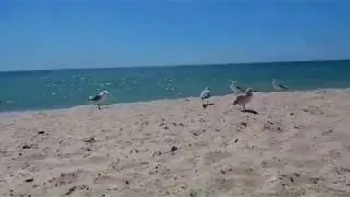 Баклан смеётся