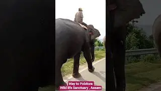 Way to pobitora wildlife sanctuary in Assam #assam