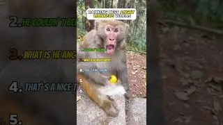 Ranking Best Angry Monkeys Videos #shorts #funny #memes #monkey