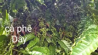Coffee grown in Eahleo Dak Lak