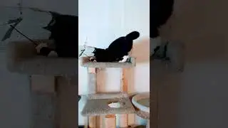 Котенок-нарцисс и ее стяжка