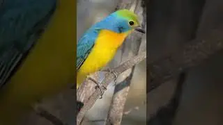 Quran Recitation vs Birds | Nature Responds to Allah&rsquo;s Words