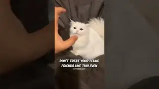 Guy Keeps Annoying His Cat (Angry Reaction)