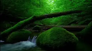 Tranquil Forest Stream with Mossy Rocks