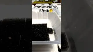 kelanjutan semai kailan #hidroponik #hidroponics #kebunrumahan #urbanfarming