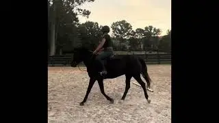 Petal on the flat with junior rider Marybella Bailey(10-4-25)