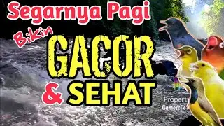 Pagi-Pagi Bikin Gacor‼️ Suasana sungai di pagi hari bikin burung segar dan sehat, relaksasi alami