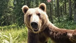 Bear Vlog - Scavenging for food