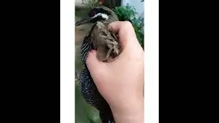 Tikling Bird In Philippines /Running Around  Our Front Yard