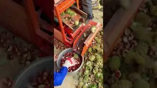 Peel the chestnuts.#agriculture#rural life#farming#planting #naturallife#garden#Harvesting