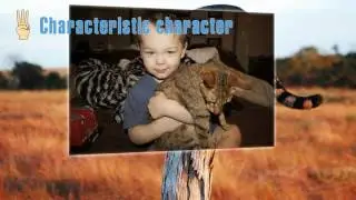 Savannah Cat - The Stranger Cat