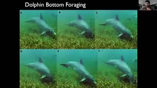 DCP Deep Dive: Dolphin Dining (incl mud ring feeding)