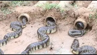 Creative Bamboo Deep Hole Snake Trap - Amazing Boys Catch Snake With The Bamboo Hole Snake Trap
