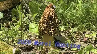 2020 Spring Morel Hunting