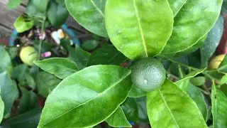 My Washington Navel orange is setting fruit and flowering again