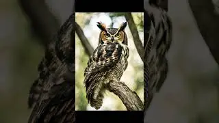 Beautiful Owls
