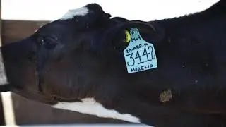 VIDEO SCCL BENEFICIOS DEL CALOSTRO