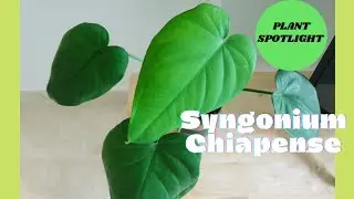 Plant Spotlight - Syngonium chiapense