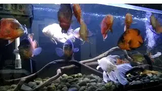 IKAN KAVIAT JUMBO SLAYER TANK MATE IKAN OSCAR JUMBO
