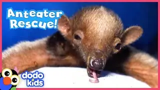 Lost Baby Anteater Finds Mom Again | Animal Videos For Kids | Dodo Kids