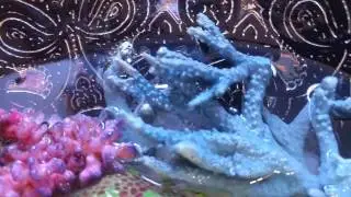 3d resin mermaid coral bowl