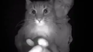 Sniff Cat