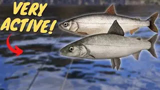 SUPER ACTIVE SARDINE CISCO & ARTIC OMUL SPOT IN TUNGUSKA RIVER! #628 Russian fishing 4