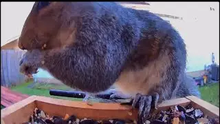 Mr #squirrel squirrel close up eating