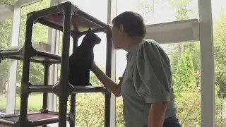 Shelter cat survives once fatal disease thanks to Berea ARF: Ready Pet GO!