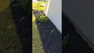 #mulch or #riverrock? #gardendesign in #columbiasc