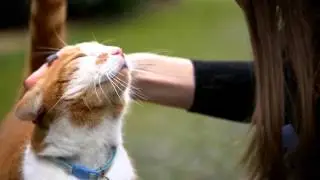 Caroline and Gus&rsquo; Story | Meet Purina