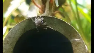 Thai Micro Crab (Limnopilos naiyanetri) Care Guide And My Experience With Them
