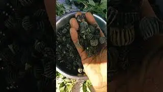Atibala seeds