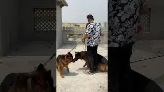 BELLA DI CROSSING KRVATI 🐕&zwj;🦺🔥 Mini Vlog ❤️ #shorts #dog #pets #petsvlog #minivlog
