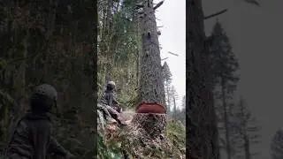 Why EUDR Targets Paper Too&mdash;Not Just Timber 🚨📚