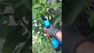 Taille d&rsquo;arbres fruitiers - service de la besbre - Jaligny