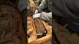Madu klanceng yang kaya nutrisi