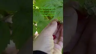 Red Raspberry Leaves